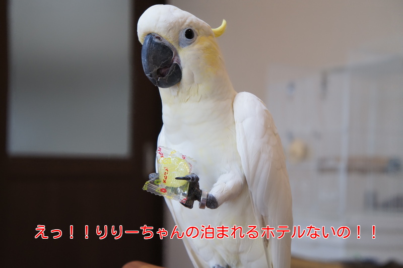 イメージ 9