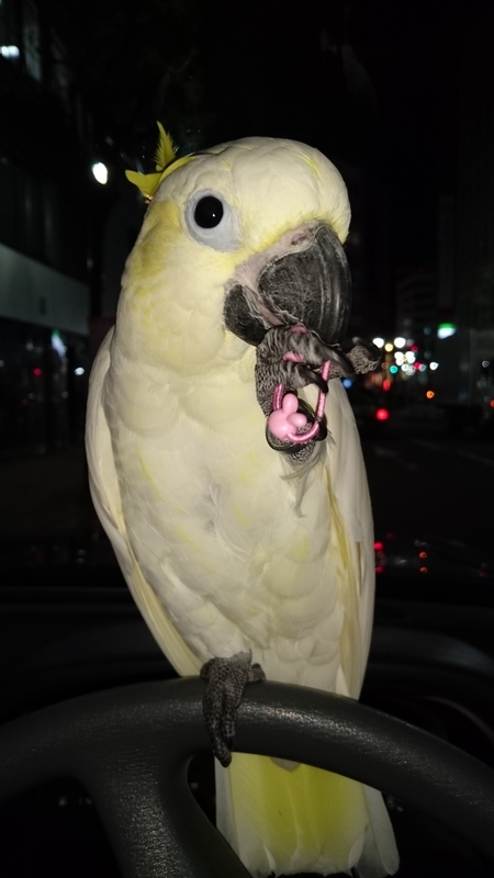 無塩の枝豆 コバタンのりりーちゃんのお気に入り オカメインコのららちゃんとコバタンのりりーちゃん
