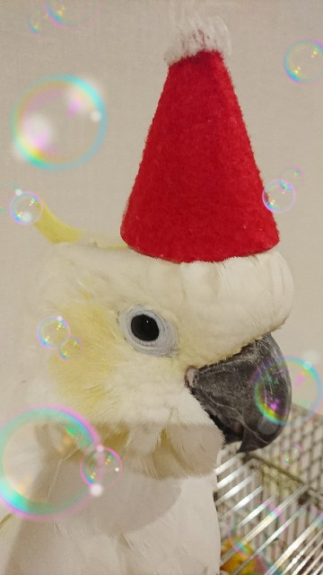 f:id:LilyLaLa:20200328081915j:image f:id:LilyLaLa:20200328081915j:image