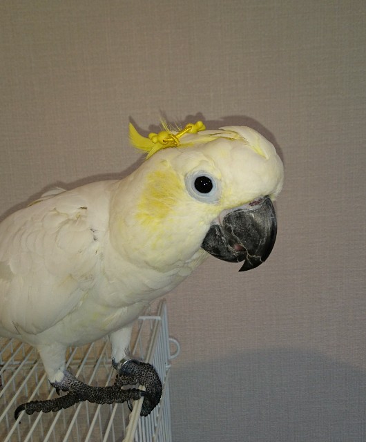 f:id:LilyLaLa:20200328082608j:image f:id:LilyLaLa:20200328082608j:image