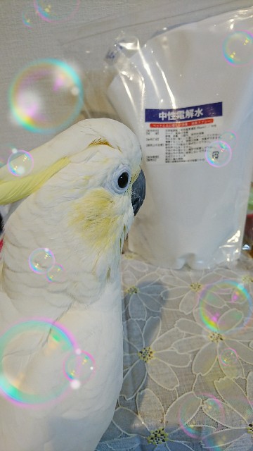 f:id:LilyLaLa:20200329014154j:image f:id:LilyLaLa:20200329014154j:image