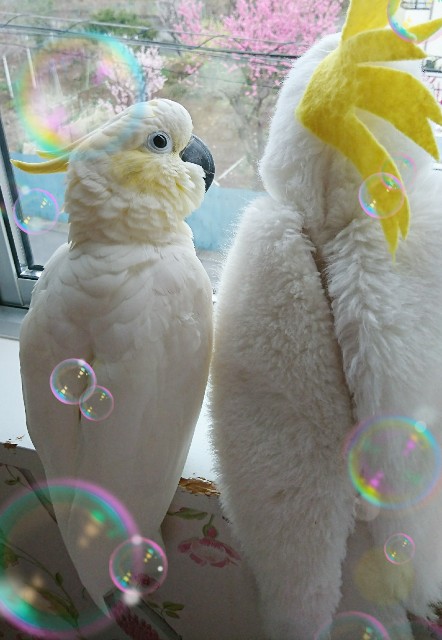 f:id:LilyLaLa:20200329085923j:image f:id:LilyLaLa:20200329085923j:image