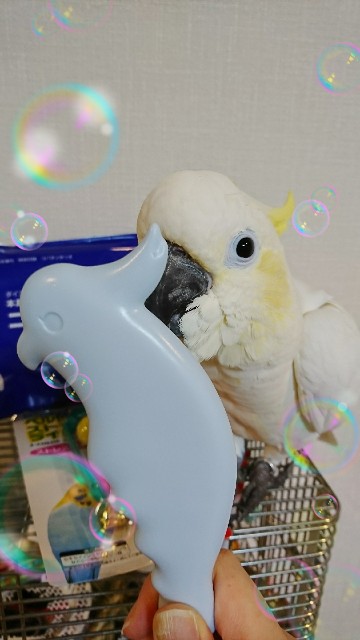 f:id:LilyLaLa:20200329101935j:image f:id:LilyLaLa:20200329101935j:image