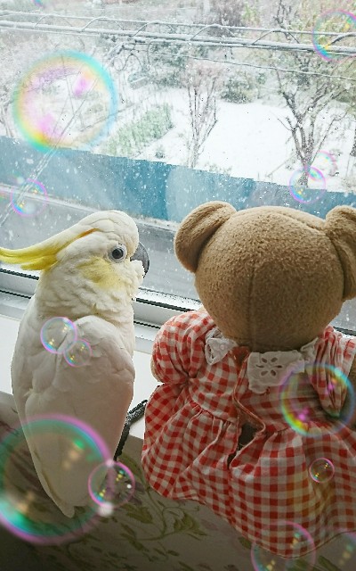 f:id:LilyLaLa:20200329103428j:image f:id:LilyLaLa:20200329103428j:image