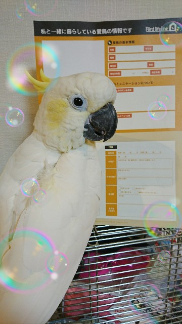 f:id:LilyLaLa:20200329103747j:image f:id:LilyLaLa:20200329103747j:image
