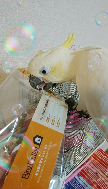 f:id:LilyLaLa:20200329104533j:image f:id:LilyLaLa:20200329104533j:image
