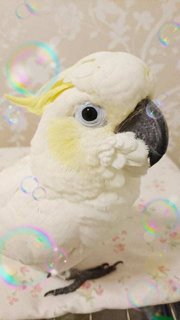 f:id:LilyLaLa:20210107093200j:image