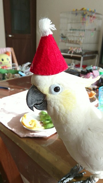 f:id:LilyLaLa:20210116180746j:image