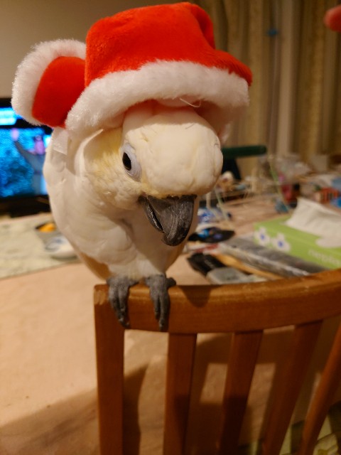 f:id:LilyLaLa:20221231224712j:image