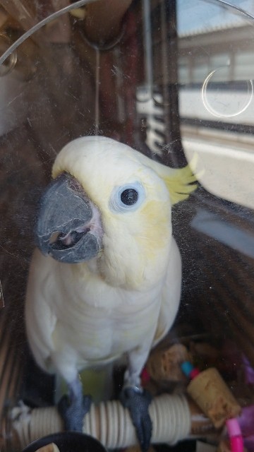 f:id:LilyLaLa:20230103065708j:image