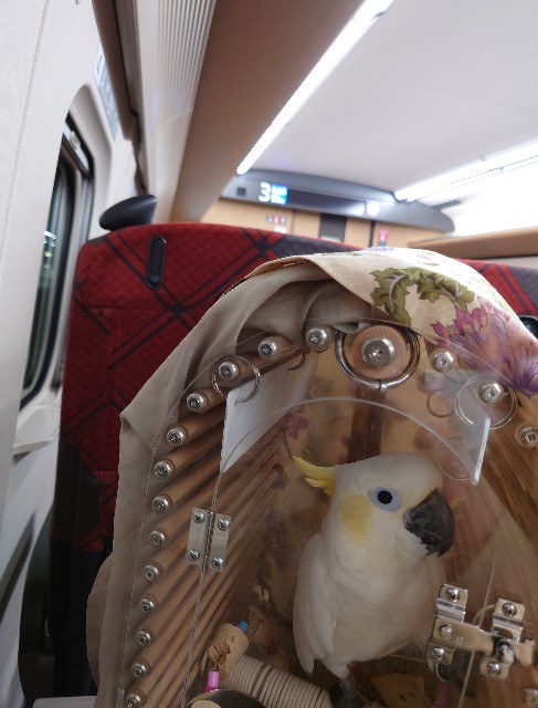 f:id:LilyLaLa:20230103070112j:image