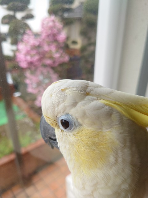 f:id:LilyLaLa:20230103070252j:image