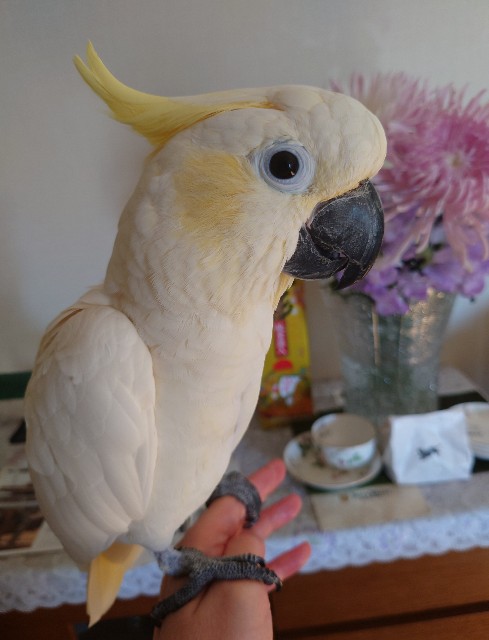 f:id:LilyLaLa:20230103073221j:image