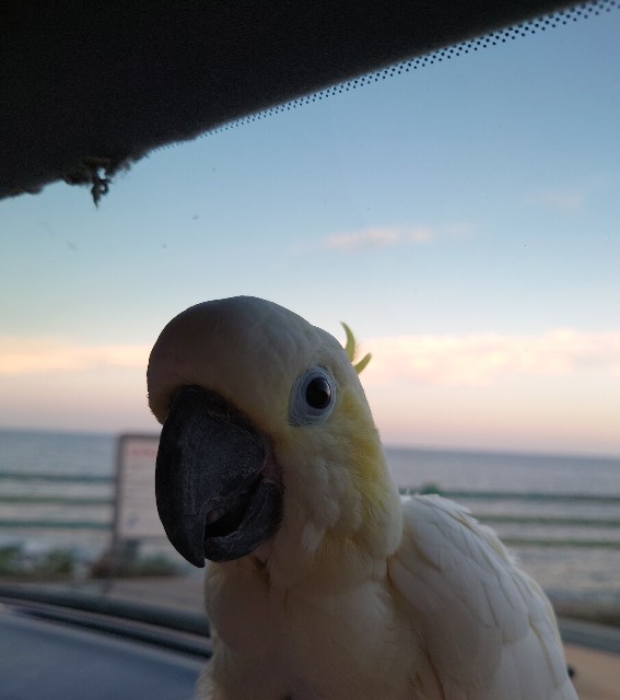 f:id:LilyLaLa:20240829155200j:image