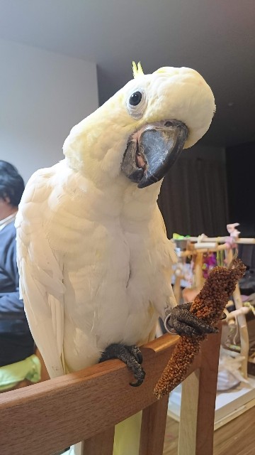 f:id:LilyLaLa:20240902053813j:image f:id:LilyLaLa:20240902053813j:image