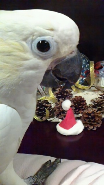 f:id:LilyLaLa:20240902053846j:image f:id:LilyLaLa:20240902053846j:image