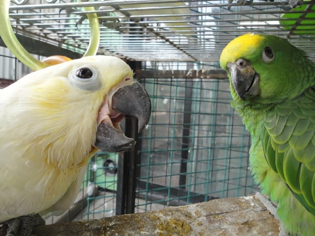 f:id:LilyLaLa:20240902054456j:image f:id:LilyLaLa:20240902054456j:image