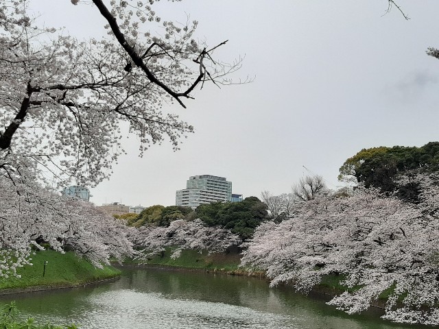 f:id:Limited-time:20210424104725j:image
