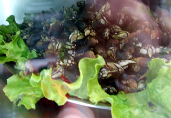 f:id:Limnology:20050625001032j:image