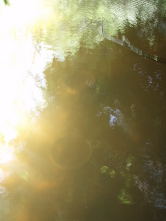 f:id:Limnology:20070616131311j:image:w150