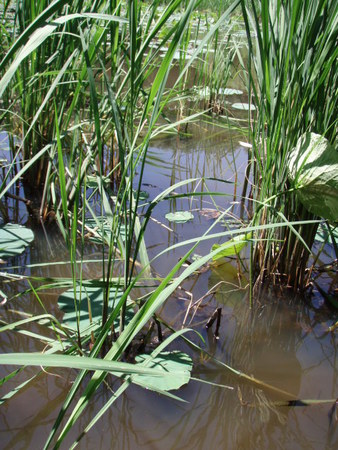 f:id:Limnology:20070616131706j:image:w150