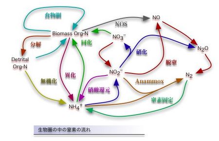 f:id:Limnology:20070622010022j:image