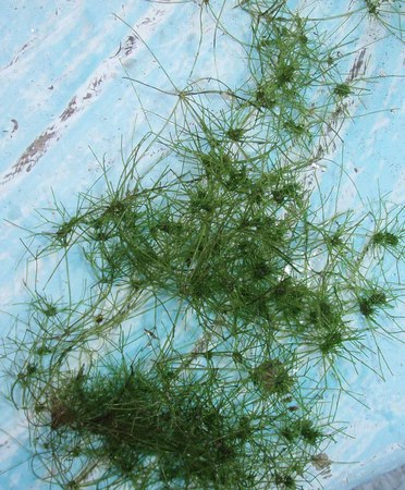 f:id:Limnology:20070630115304j:image:w150