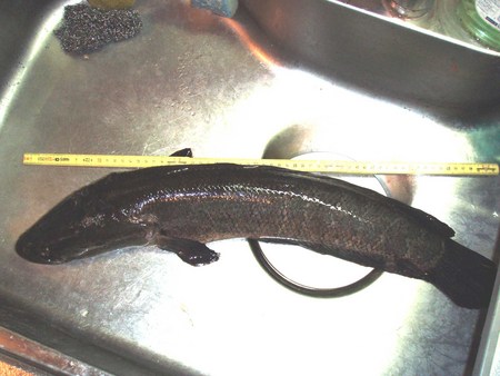 f:id:Limnology:20071028204125j:image:w200