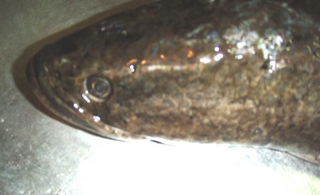 f:id:Limnology:20071028204151j:image:w200