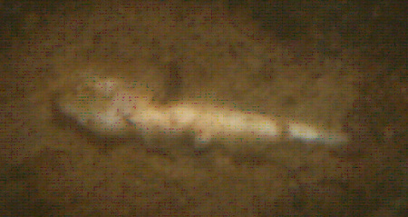 f:id:Limnology:20071207161056j:image:w200