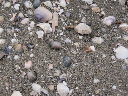 f:id:Limnology:20080123154258j:image:w250