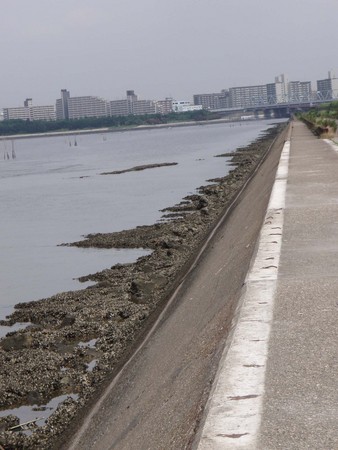 f:id:Limnology:20080801100951j:image