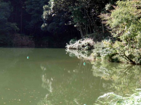 f:id:Limnology:20080922090838j:image