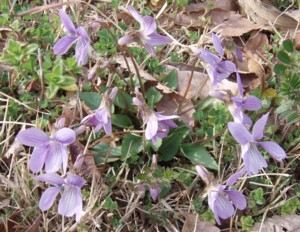 f:id:Limnology:20090318145615j:image