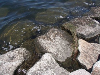 f:id:Limnology:20090518123908j:image