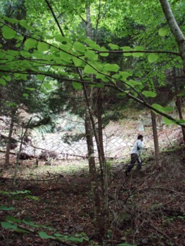 f:id:Limnology:20090525105125j:image