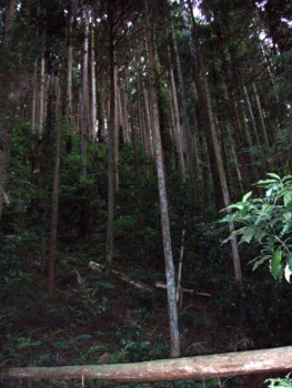 f:id:Limnology:20090525175123j:image