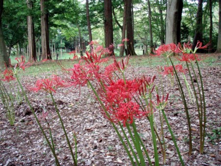 f:id:Limnology:20090817065936j:image