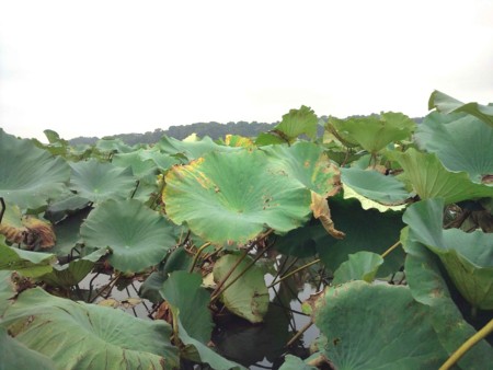 f:id:Limnology:20091005091614j:image