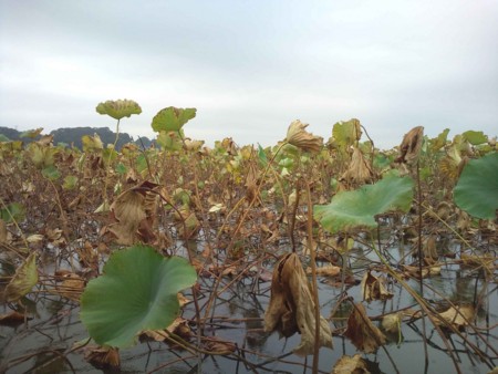 f:id:Limnology:20091005093300j:image