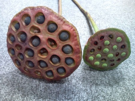 f:id:Limnology:20091005140923j:image