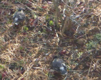f:id:Limnology:20100130085135j:image