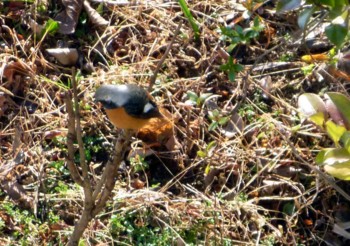 f:id:Limnology:20100130085259j:image