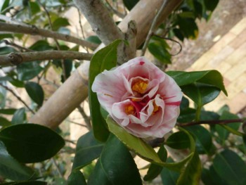 f:id:Limnology:20100131123232j:image
