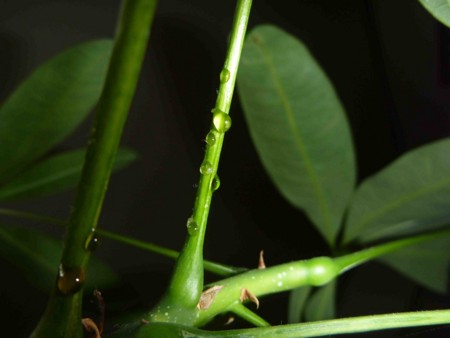 f:id:Limnology:20100206005352j:image