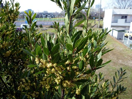 f:id:Limnology:20100418140957j:image