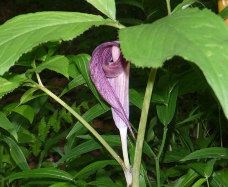 f:id:Limnology:20100521142858j:image