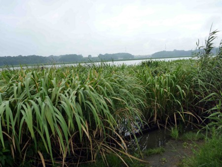 f:id:Limnology:20100809083438j:image