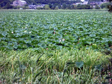 f:id:Limnology:20100809122103j:image