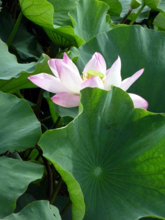 f:id:Limnology:20100810093554j:image